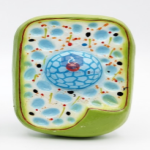 Plant Cell Model